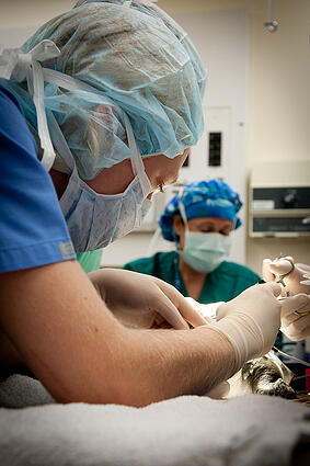 vet applications energy based dev BOVIE