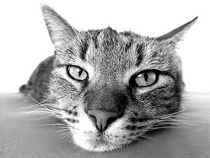 checklist of must haves Bovie