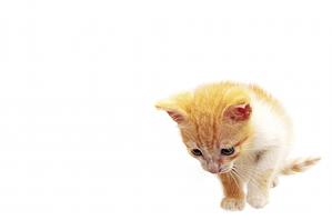 cautery procedures in vet practices bovie