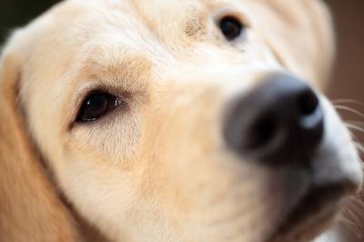 5 vet surgery must haves